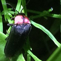 ホタルスポット